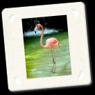 flamingo2.jpg